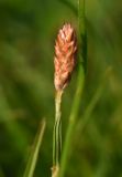 Bistorta carnea