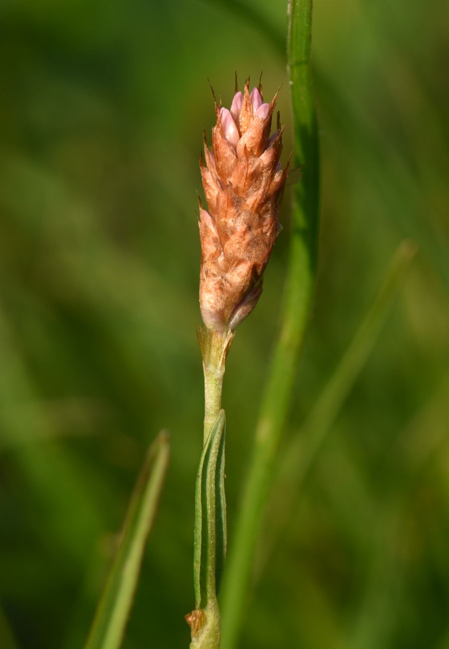 Image of Bistorta carnea specimen.