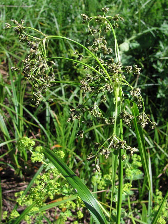 Изображение особи Scirpus sylvaticus.