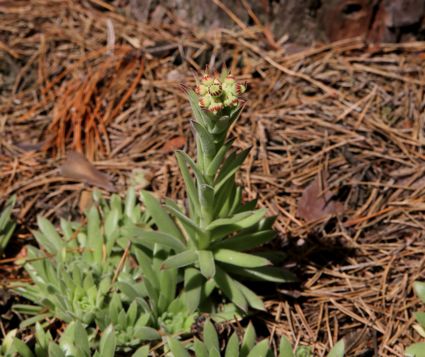 Image of Sempervivum ruthenicum specimen.