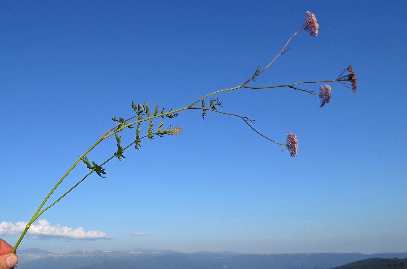 Изображение особи Pimpinella rhodantha.