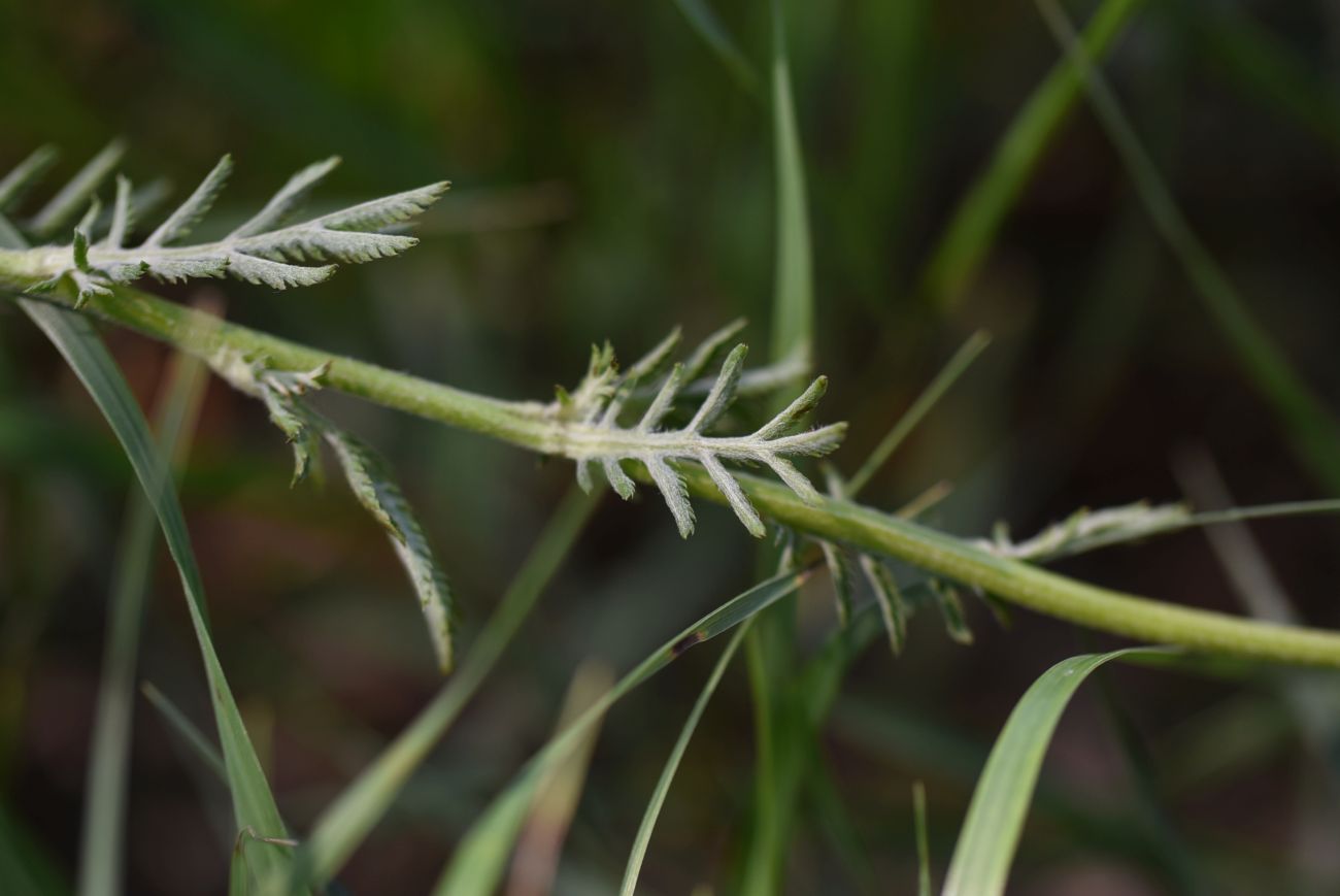 Image of genus Anthemis specimen.