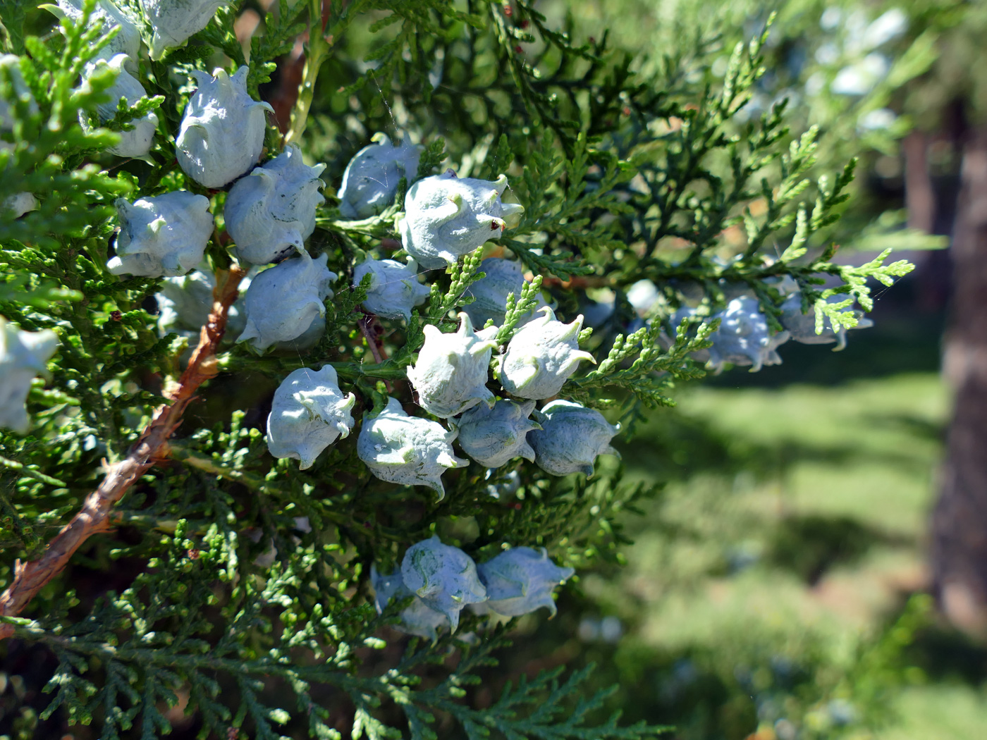 Изображение особи Platycladus orientalis.