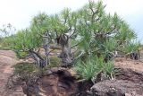 genus Pandanus. Плодоносящее растение. Австралия, штат Северная Территория, графство Западный Арнем, национальный парк \"Kakadu\", окр. Nourlangie rock. 18.12.2010.
