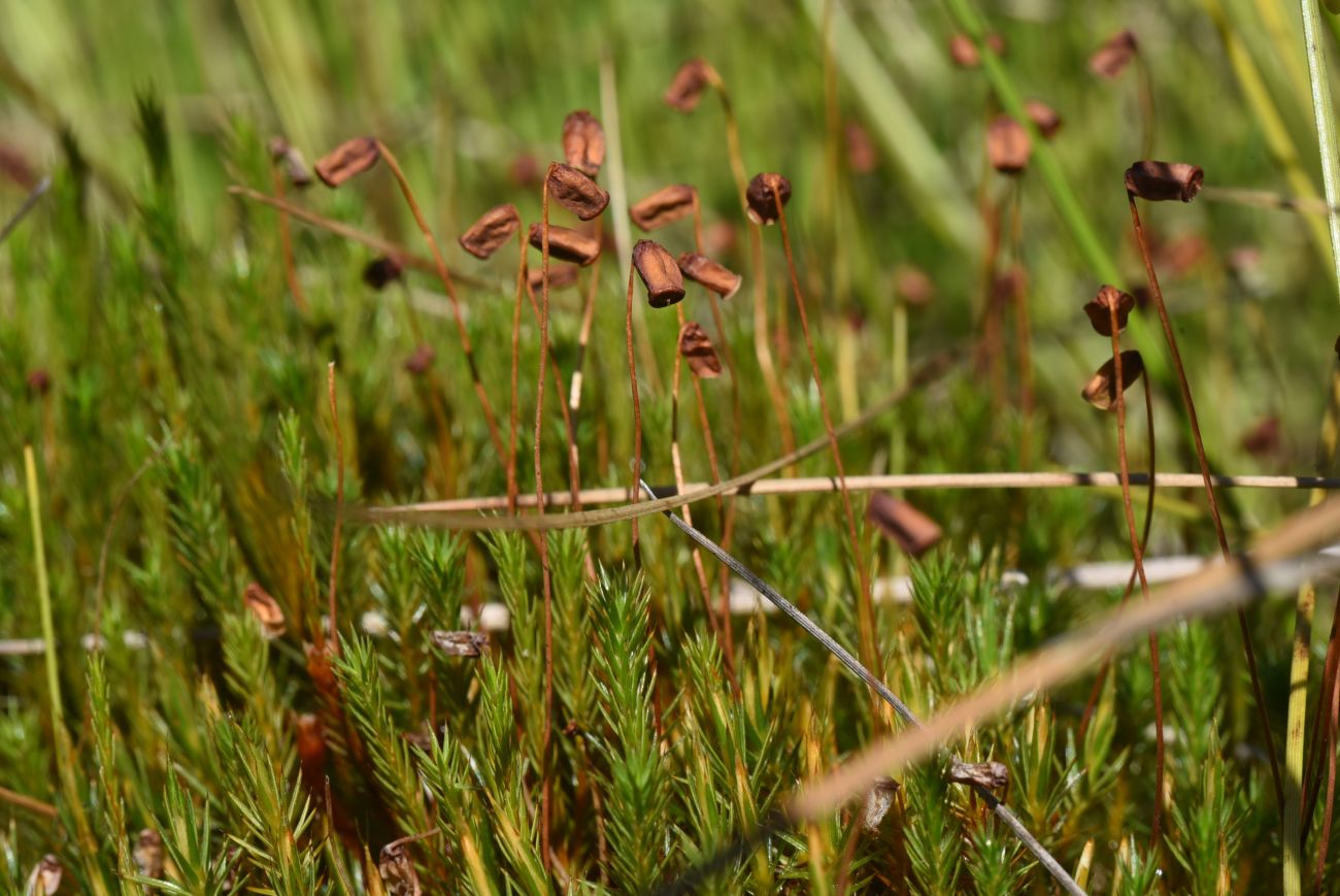 Image of genus Polytrichum specimen.