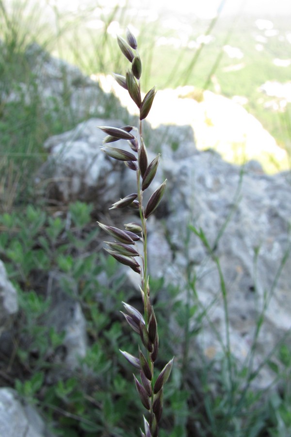 Image of Melica monticola specimen.