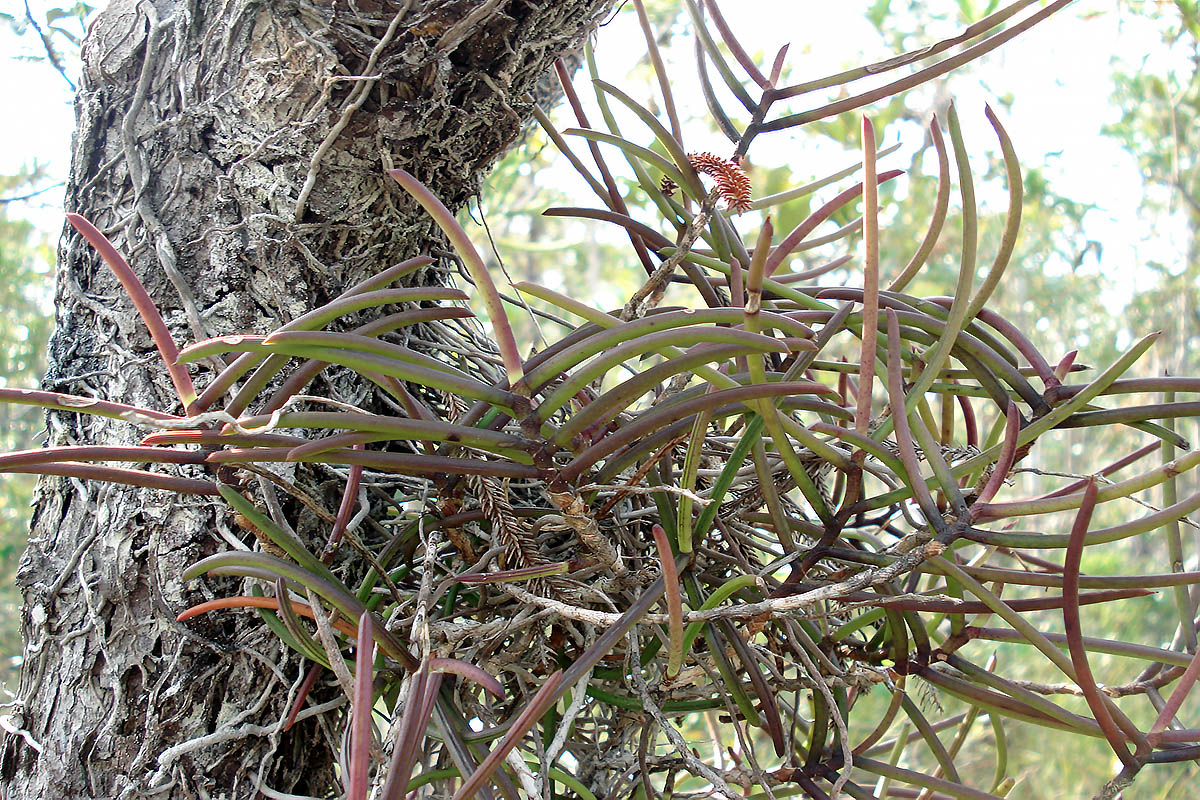 Image of genus Ascocentrum specimen.