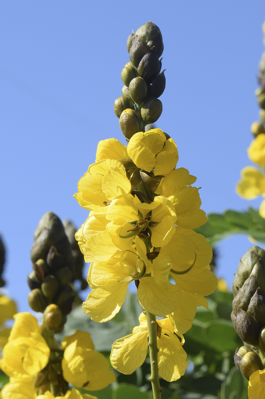 Image of Senna didymobotrya specimen.