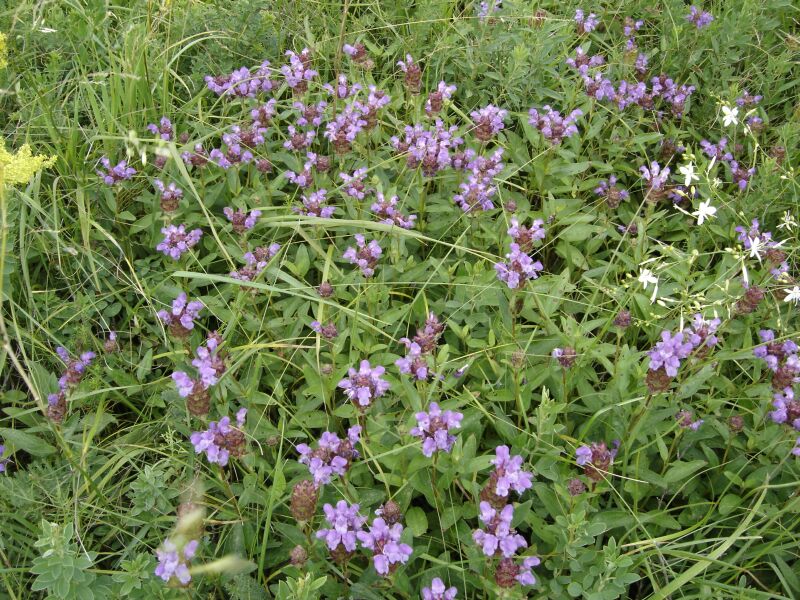 Image of Prunella grandiflora specimen.