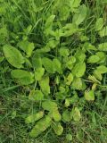 Rumex acetosa. Вегетирующие растения. Мурманская обл., Кольский р-н, долина р. Титовка ниже автодороги А138 Мурманск — Печенга, окр. Мельничных водопадов, верхняя часть склона долины, травяно-кустарничковый березняк, поляна, разнотравный луг. 02.08.2022.