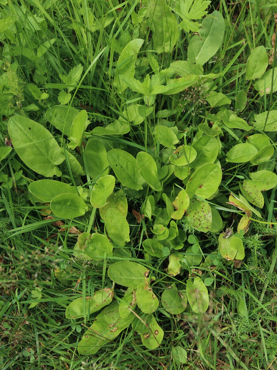 Image of Rumex acetosa specimen.