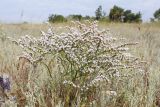 Goniolimon tataricum. Цветущее и плодоносящее растение. Белгородская обл., Ровеньский р-н, окр. с. Нагольное, солонцеватый участок степи. 22.07.2017.