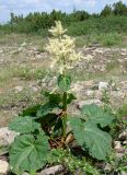 Rheum compactum. Цветущее растение. Якутия, Алданский р-н, перевал Тит. 26.06.2008.