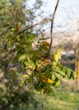 genus Juglans. Ветвь с листьями, приобретающими осеннюю окраску. Израиль, лесопарк Шоам. 11.12.2022.