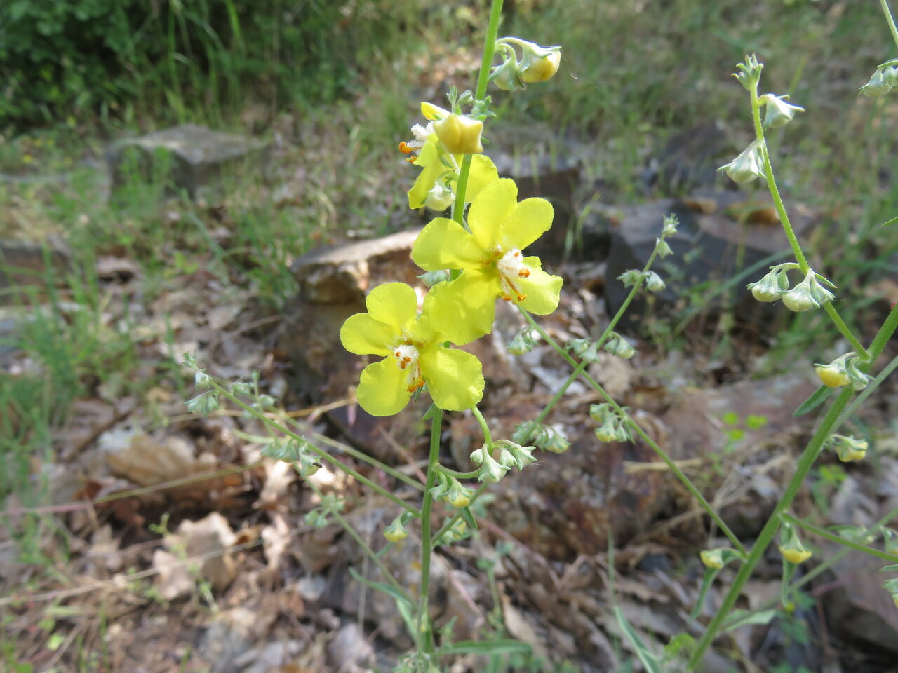 Изображение особи Verbascum humile.