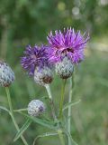 Centaurea apiculata