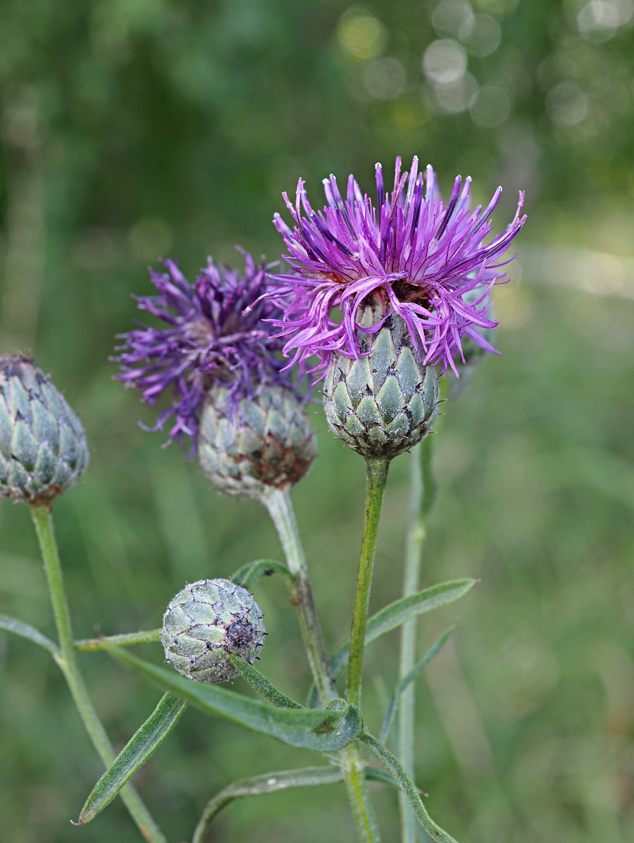 Изображение особи Centaurea apiculata.
