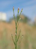 genus Symphyotrichum