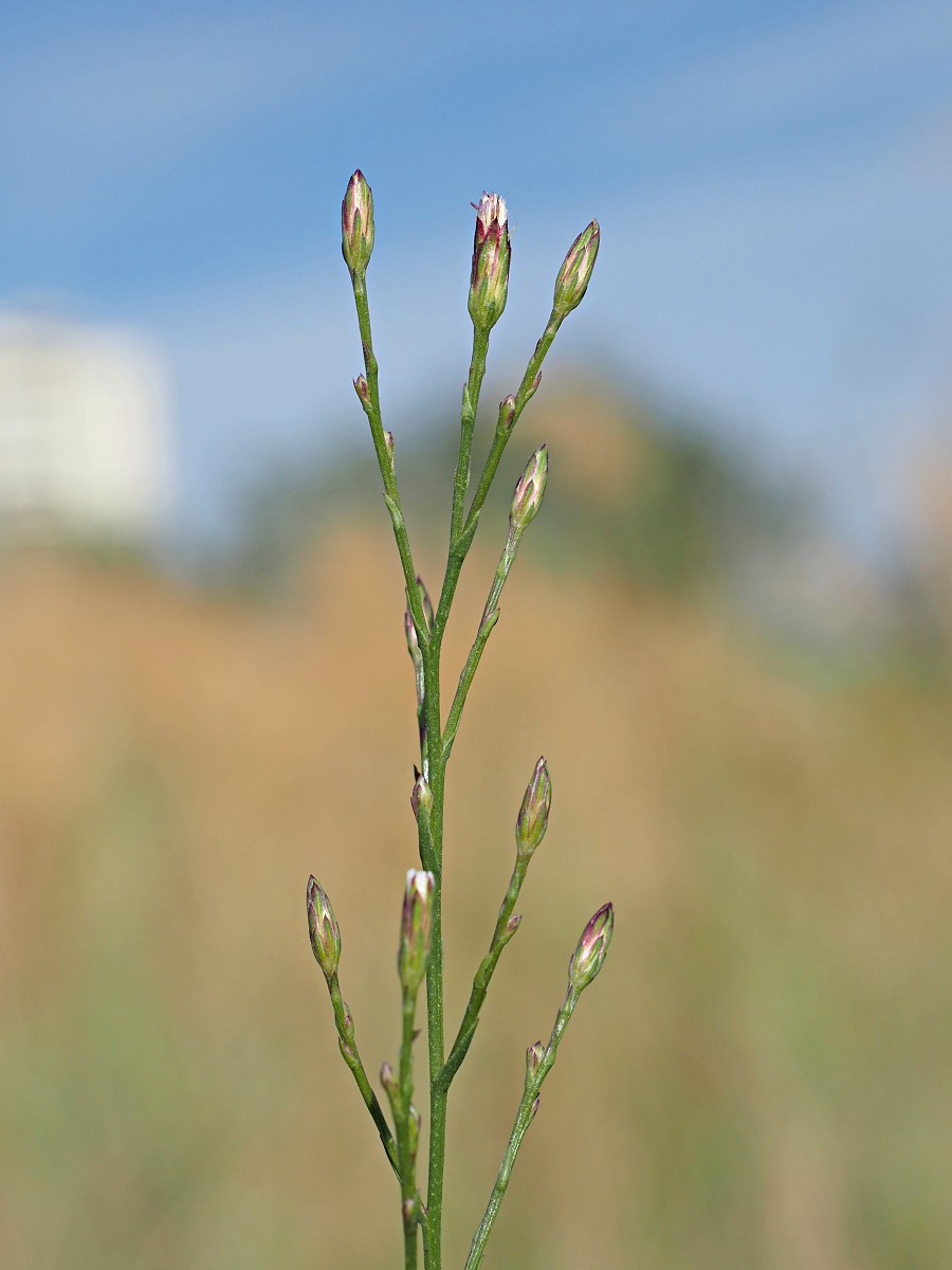 Изображение особи род Symphyotrichum.