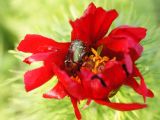 Paeonia tenuifolia. Цветок, посещаемый жуком Protaetia cuprea. ДНР, Донецк, балка Бирючья, правый склон, степь. 08.05.2021.