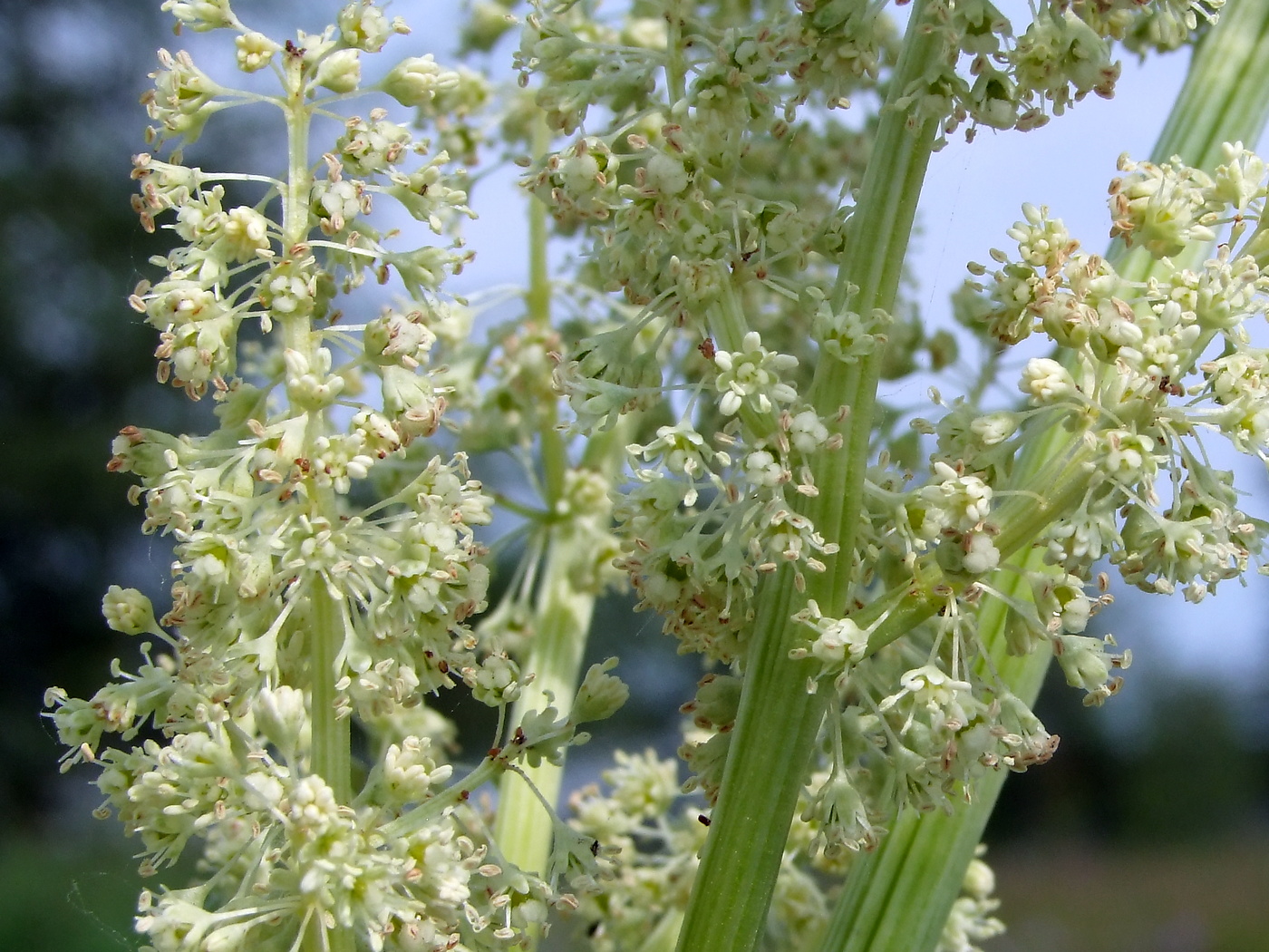 Изображение особи Rheum rhabarbarum.