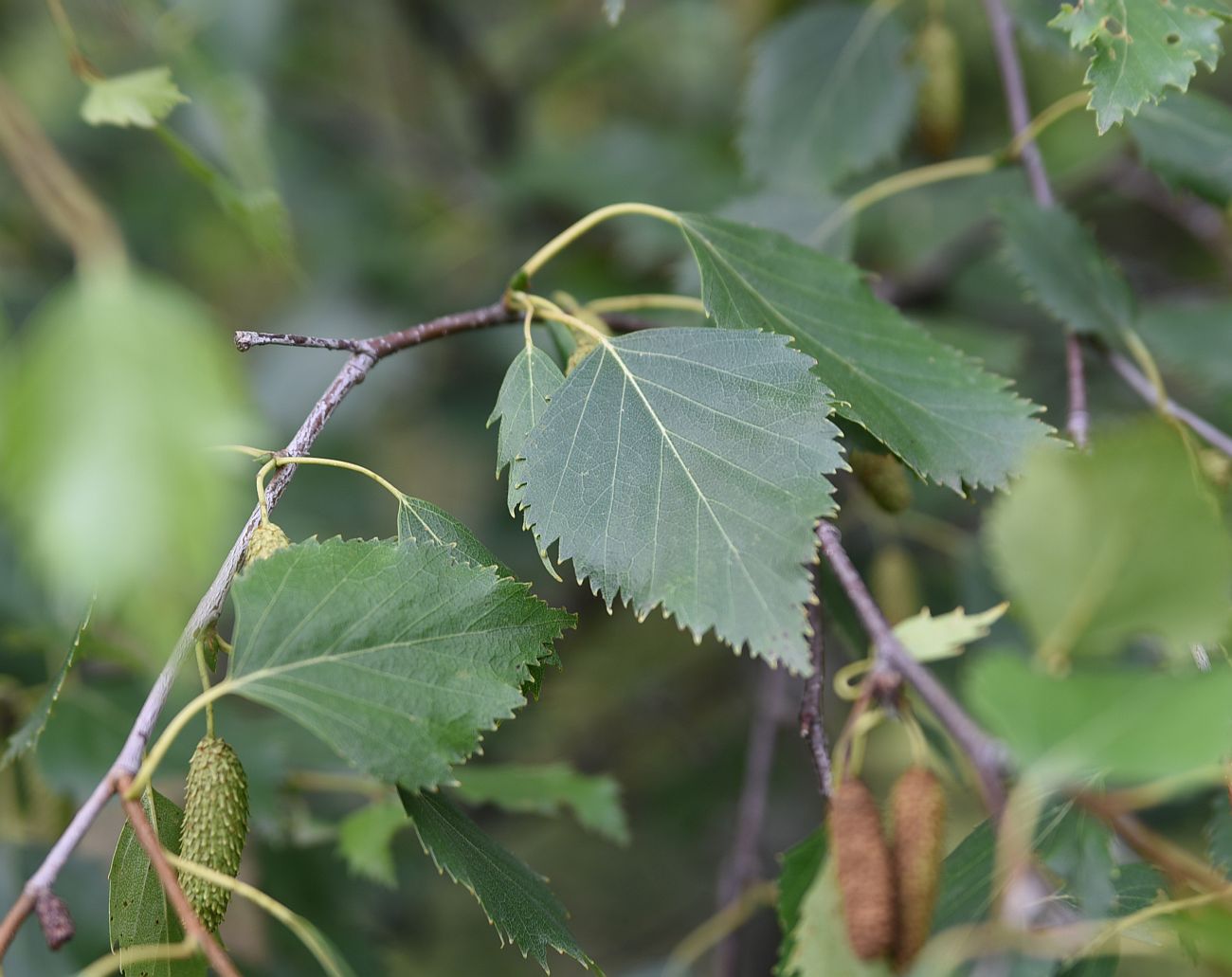 Image of Betula pendula specimen.