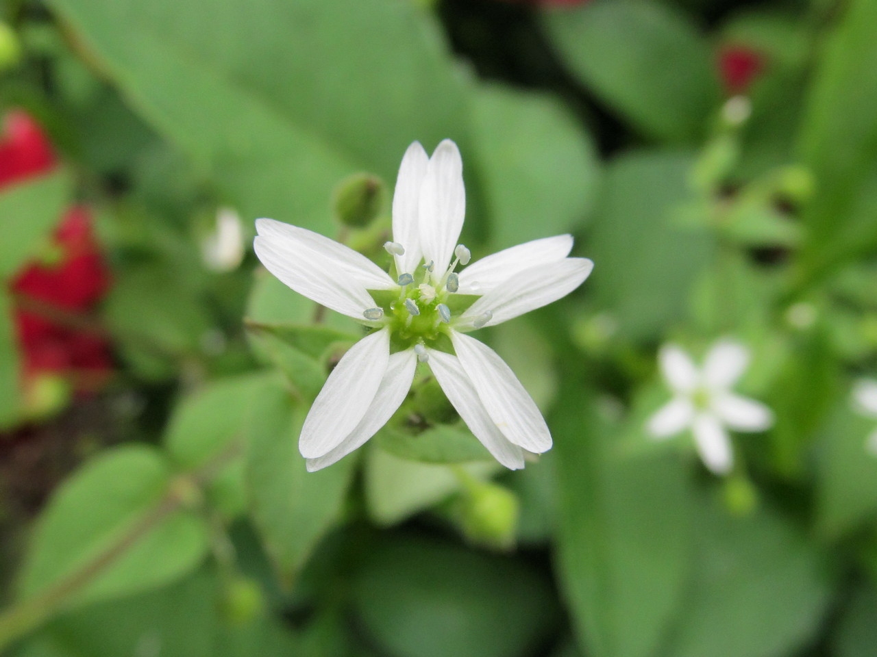 Изображение особи Myosoton aquaticum.