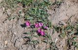 Convolvulus chinensis