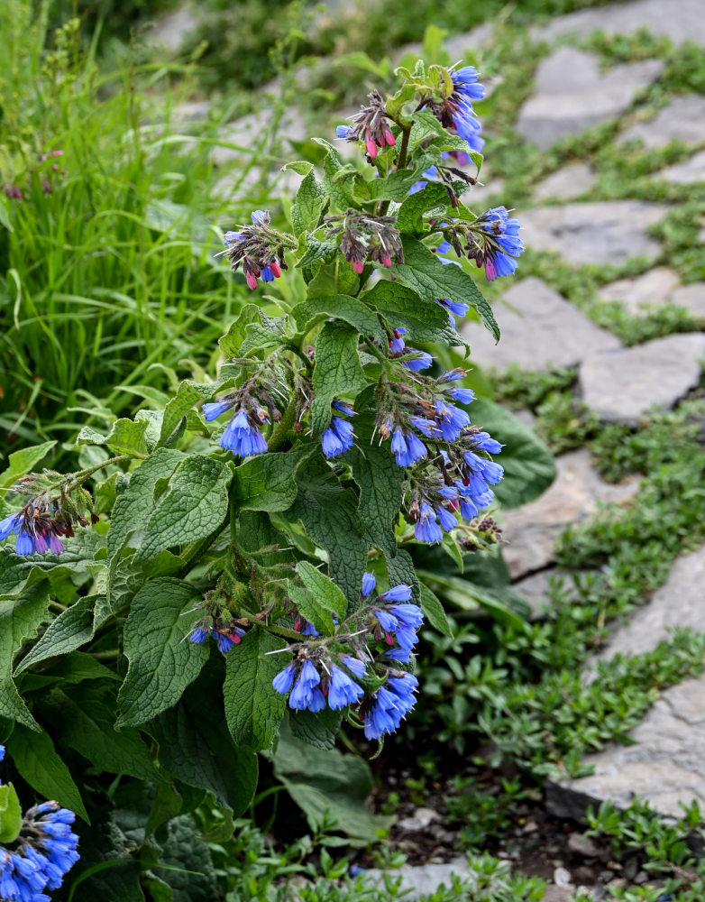 Изображение особи Symphytum asperum.