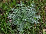 Cirsium vulgare