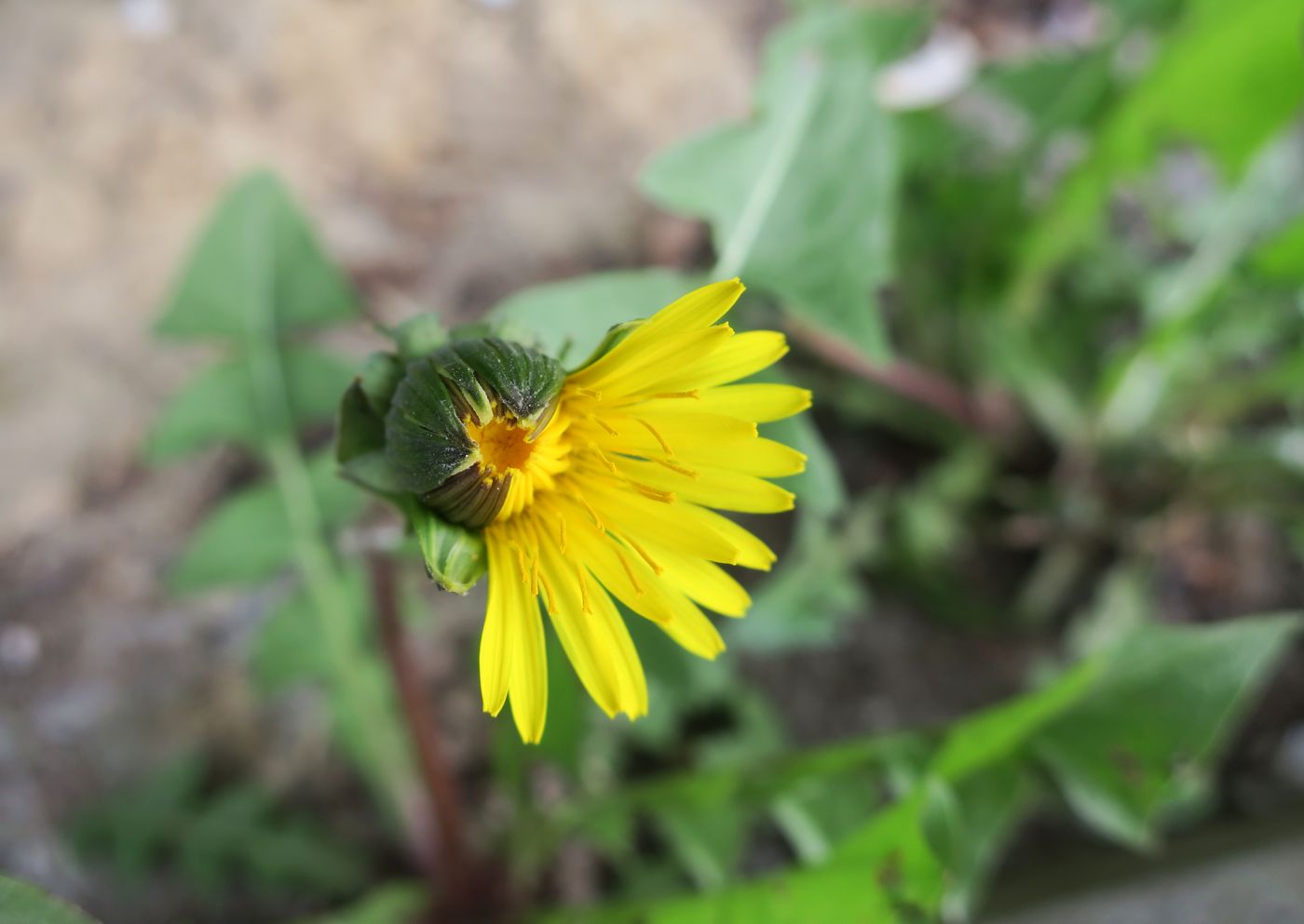 Изображение особи Taraxacum officinale.