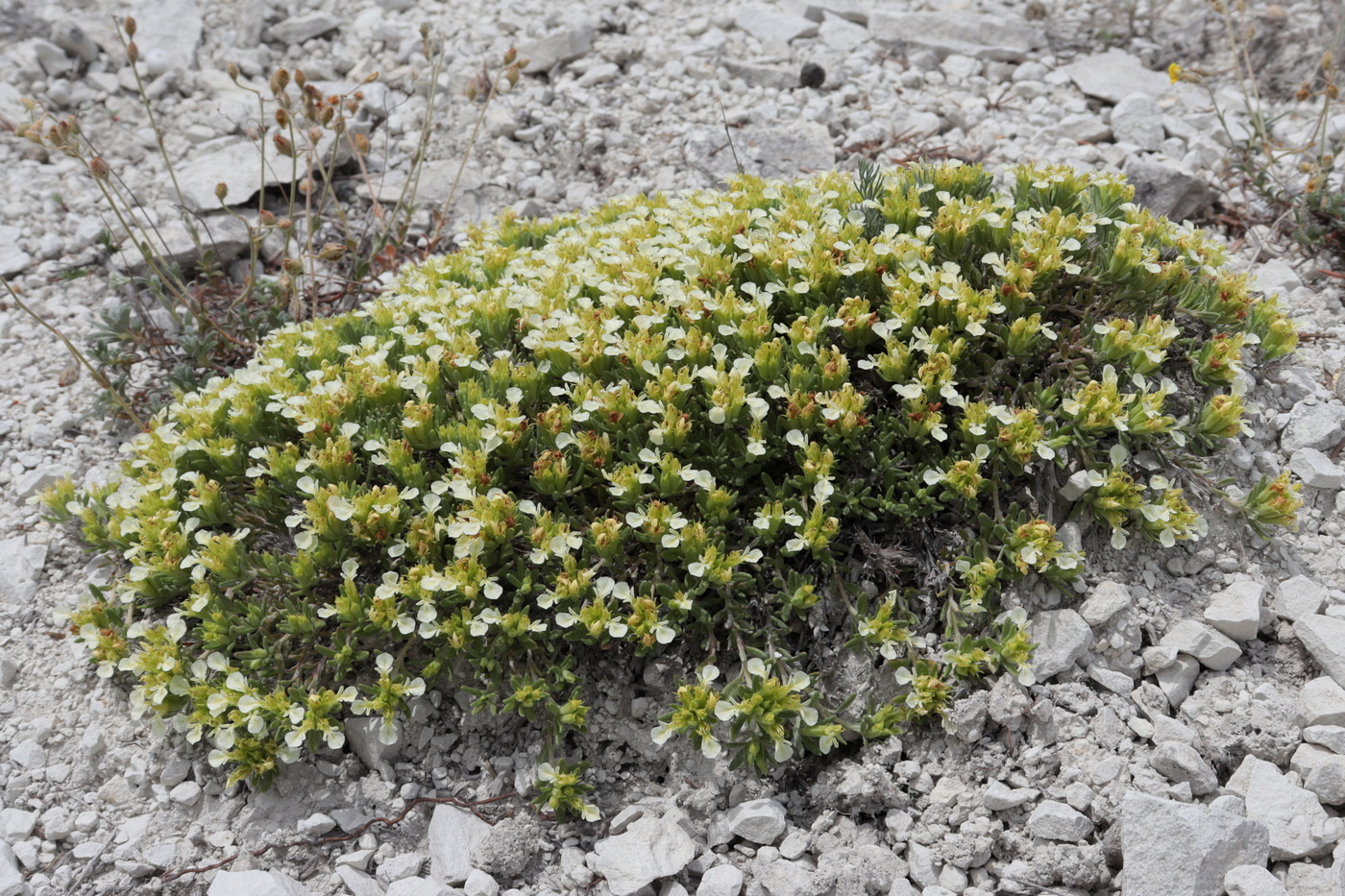 Изображение особи Teucrium jailae.