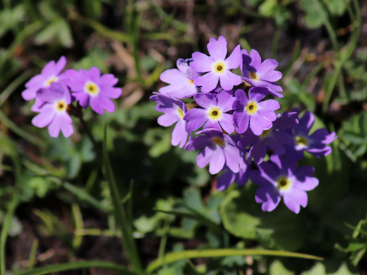 Image of Primula algida specimen.