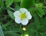 Fragaria viridis. Цветок. Ярославская обл., Угличский р-н, дер. Сверчково, берег р. Корожечна. 28.05.2009.