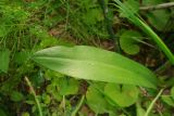 Dactylorhiza sibirica