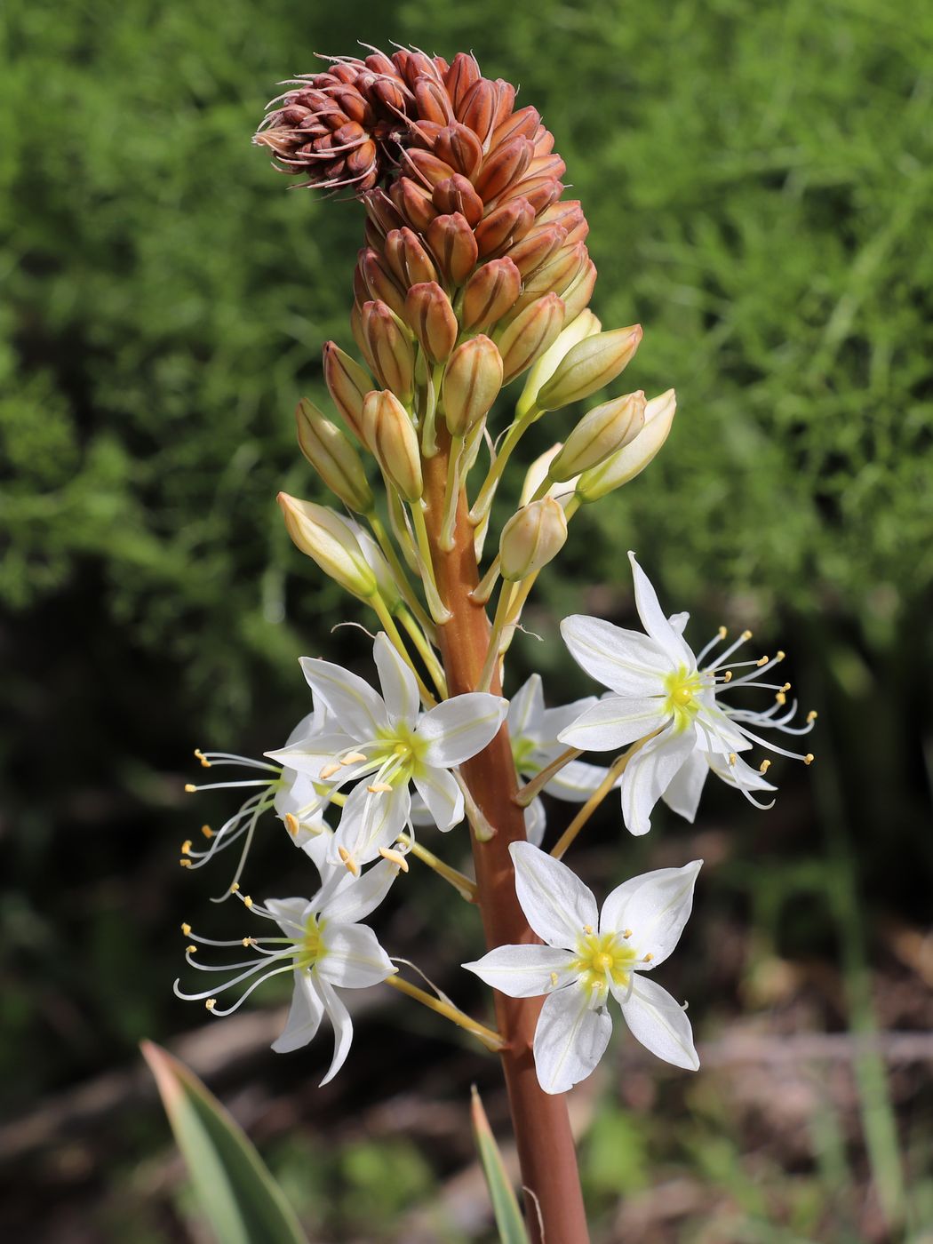 Изображение особи Eremurus lactiflorus.