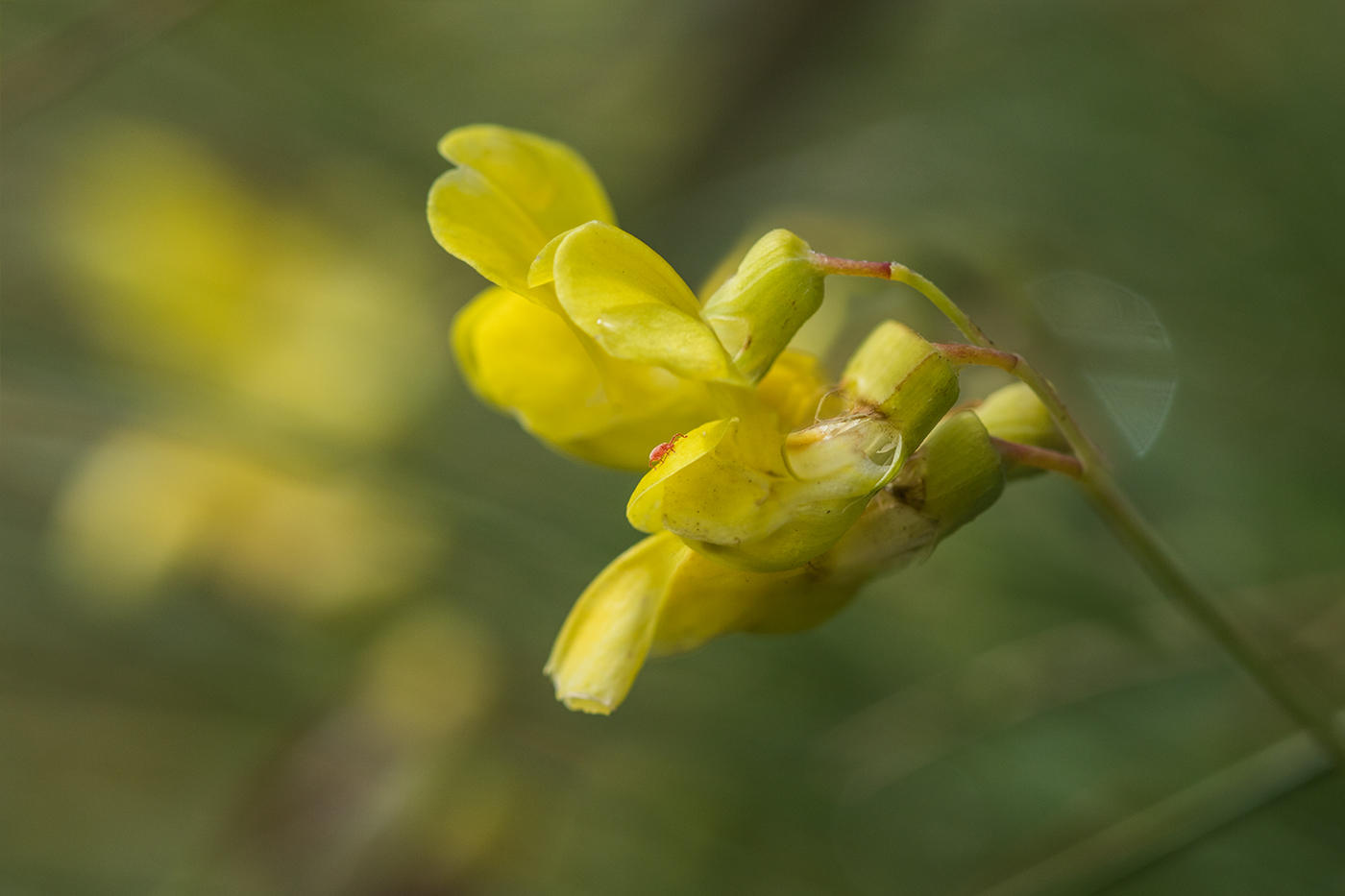 Изображение особи Lathyrus pratensis.