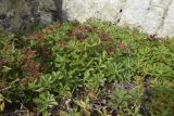 genus Aizopsis. Плодоносящие растения. Испания, Каталония, пров. Жирона, комарка Альт-Эмпорда, муниципалитет Альбанья, руины Monestir de sant Llorenç de Sous, 855 м н.у.м., среди разрушенных стен монастыря. 15.10.2023.