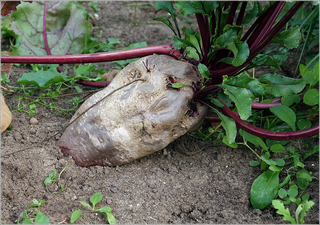 Изображение особи Beta vulgaris.