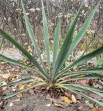 Yucca filamentosa. Вегетирующее растение. Волгоград, Красноармейский р-н. 19.11.2023.