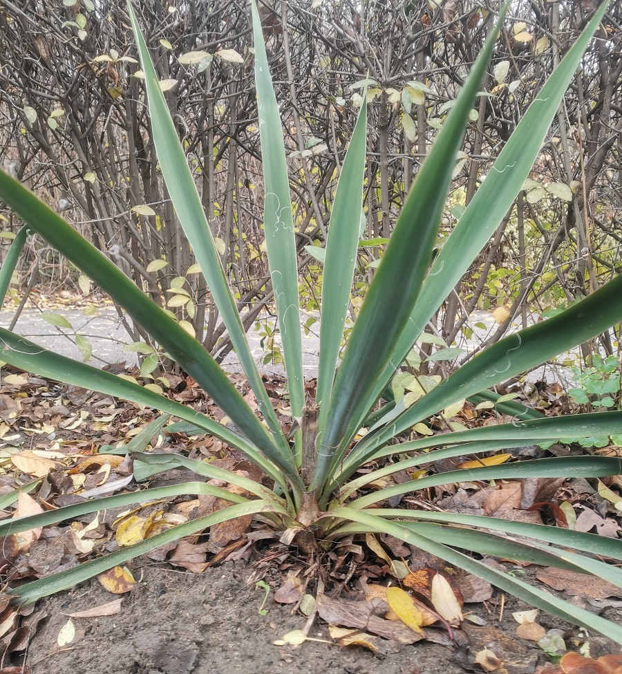 Image of Yucca filamentosa specimen.