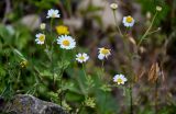 Pyrethrum glanduliferum. Верхушки побегов с соцветиями. Дагестан, Гунибский р-н, окр. с. Гамсутль, ≈ 1400 м н.у.м., каменистый участок лугового склона. 29.07.2022.