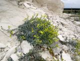 Linaria cretacea