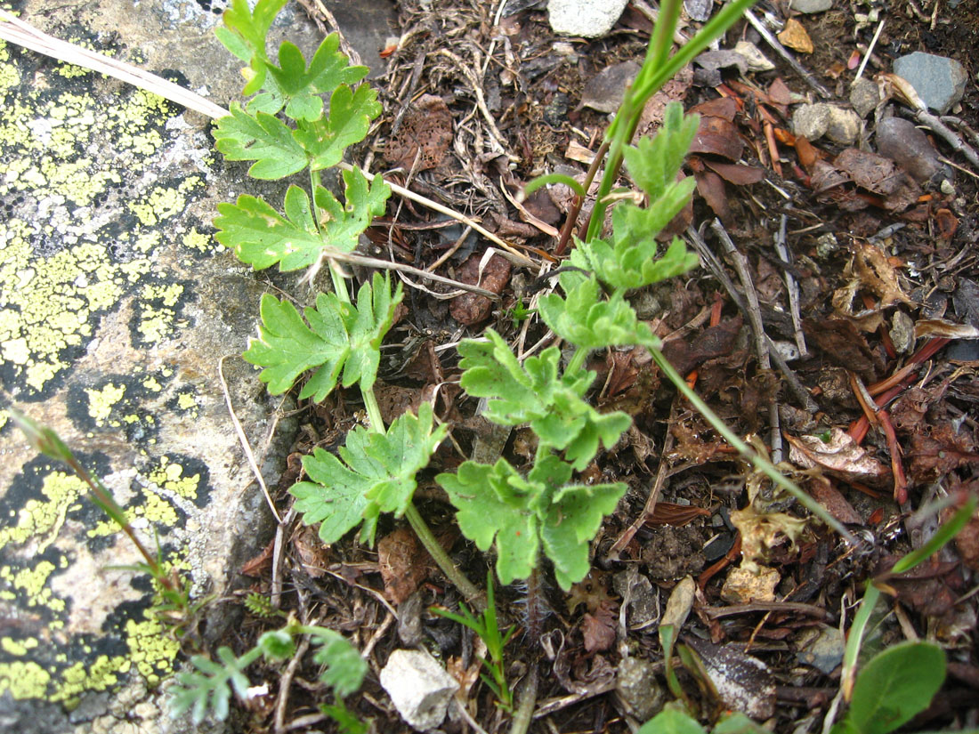 Image of Pastinaca aurantiaca specimen.
