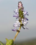 Coleus caninus