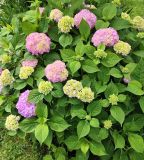 Hydrangea macrophylla. Верхушки веточек цветущего растения. Смоленск, в культуре. Август.