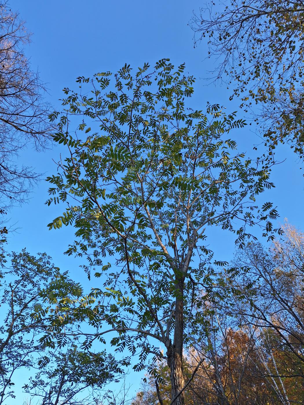 Image of Juglans ailanthifolia var. cordiformis specimen.