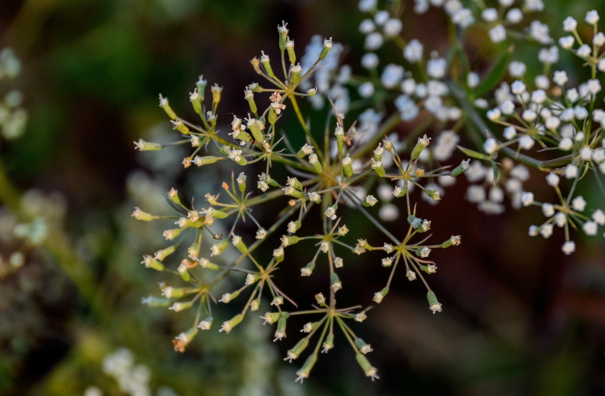 Изображение особи Falcaria vulgaris.