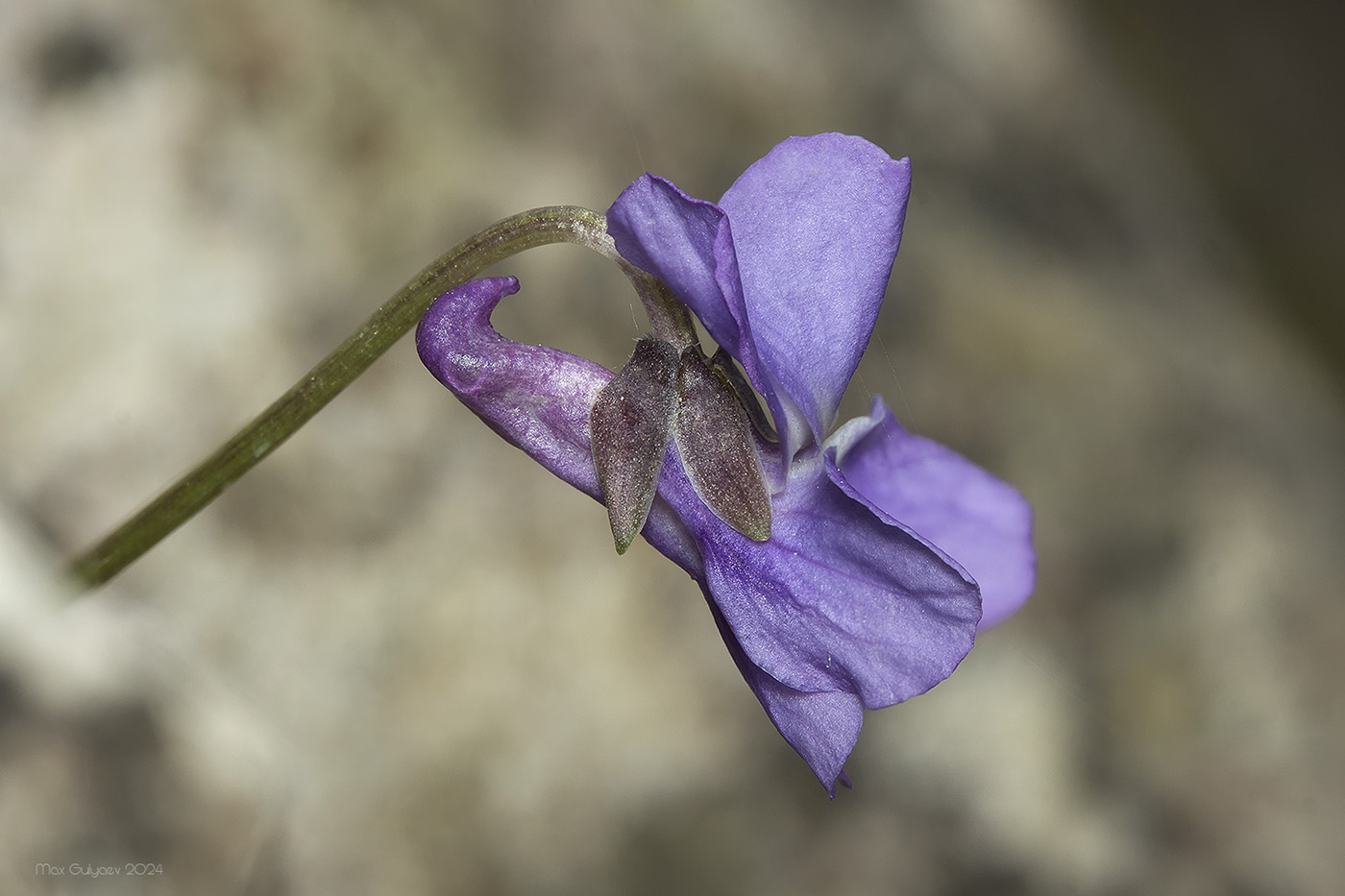 Изображение особи Viola dehnhardtii.