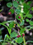 Cotoneaster melanocarpus. Верхушка ветви с созревающими плодами. Оренбургская обл., Кувандыкский гор. округ, заповедник \"Шайтан-Тау\", долина р. Сакмара, опушка смешанного леса. 05.07.2023.